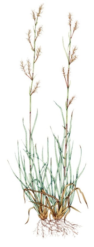 Little bluestem grass turning red and bronze in a Kansas prairie under a clear sky