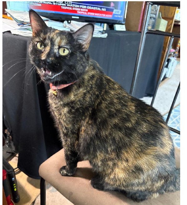 Shellie, a tortoiseshell cat, sitting on a chair